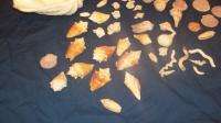 Assorted Shells 50+ set mixed shells Oyster Clam Bowl  