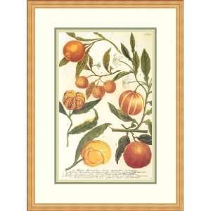  Oranges by Johann Wilhelm Weinmann   Framed Artwork