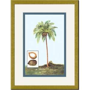  Gold Framed/Matted Print 17x23, Coconut