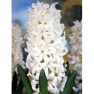  6 White Carnegie Hyacinth Flower Bulbs 15/16cm Patio 