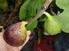 Celeste fig tree CUTTINGS Take a look(honey fig)