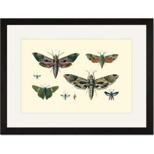  Black Framed/Matted Print 17x23, Insect Study #5