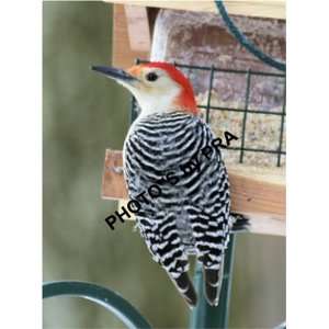  woodpecker bird photos 