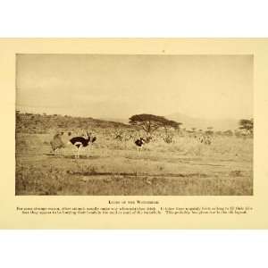   Animal Plain Savanna Africa   Original Halftone Print