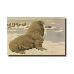  Pacific Walrus Sitting On Ice In Front Of The Herd Giclee 