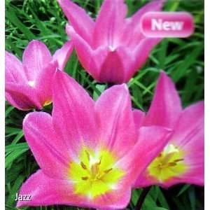 Jazz Lily Flowered Tulip 10 Bulbs   NEW   Bright Pink 