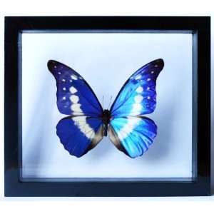 Framed Rare Blue Morpho Rhetenor Helena Butterfly Mounted 