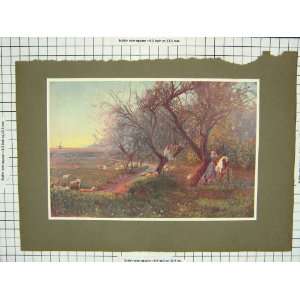  Colour Print Windmill Trees Sheep Cattle Agriculture