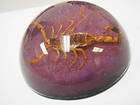 cm Dome Paperweight   Golden Scorpion (Purple Sand)