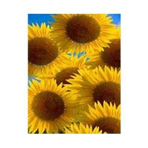 High Definition Sunflowers in Bloom Gallery Wrapped Canvas   30W x 40H 