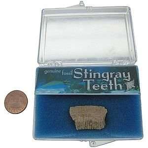  Stingray Teeth