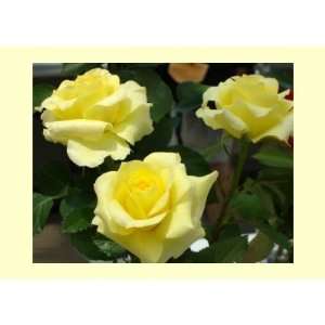 Yellow Rose Greeting Card