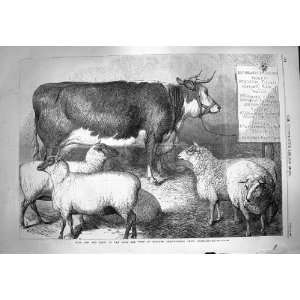  1869 Prize Cow Sheep Bath Agricultural Show Southampton 