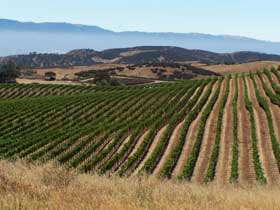   Californias Salinas Valley, Chalone Vineyard represents a singular