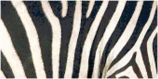 Zebra Stripes Animal Print Counted Cross Stitch Pattern  
