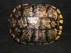 REAL TURTLE SHELL TAXIDERMY MALE SLIDER YELLOW CLEAN