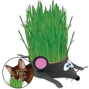  Grow Your Own Kitty Grass