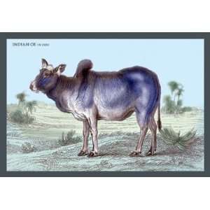  Indian Ox, or Zebu 44X66 Canvas