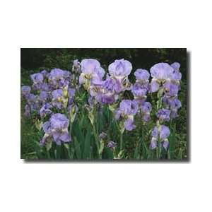  Bed Of Irises Provence Region France Giclee Print