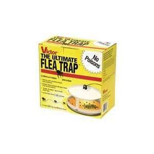  The Ultimate Flea Trap