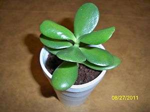 Green Jade Succulent Easy Care House Plant  
