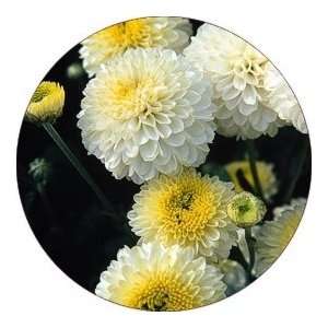   Designer Coasters Flower/Flowers/Floral   (CRFL 703)