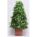 Ivy 4 wire Tree in Plastic Terracotta Pot Today 