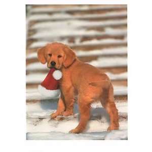  Golden Pup on Steps Christmas Cards Health & Personal 