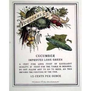 Cucumber Poster Print 