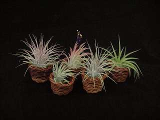 Airplant/Tillandsia 5 Diff. Ionanthas in mini baskets  