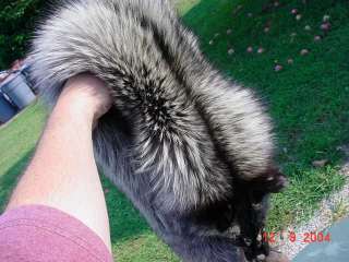 Ranched Fromm silver fox pelt for garment or for craft fur/skin/hide 