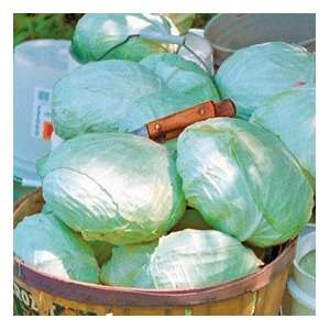  Tropic Giant Cabbage Plants 3 Pack Patio, Lawn & Garden