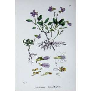   Botany Plants C1902 Dillenius Dog Violet Viola Flowers