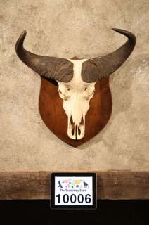 10006 African Cape Buffalo Skull Plaque Taxidermy Mount  