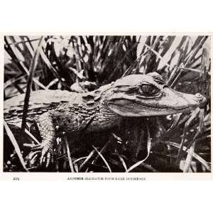  Print  Alligator Lake Innocence Baby Grass Jungle Reptile 