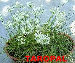 HERB GARLIC CHIVES 10 BARE ROOT PLANTS Allium tuberosum  