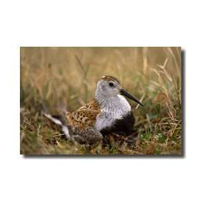  Dunlin Sandpiper Giclee Print