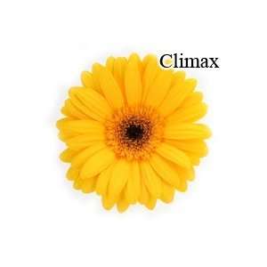 Climax Yellow Gerbera Daisies   72 Stems Arts, Crafts 