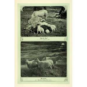 1907 Print Farm Animals Pigs Sheep East Orange NJ 