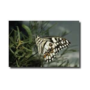   Swallowtail Butterfly Western Australia Giclee Print