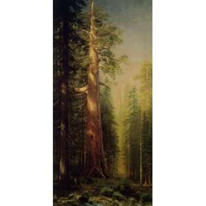   Great Trees, Mariposa Grove, California Albert Bier