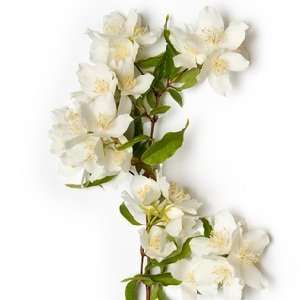  Jasmine soap fragrance oil pure uncut Beauty