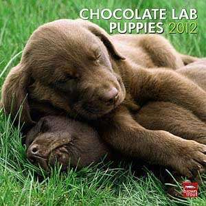  2012 Chocolate Lab Puppies Calendar