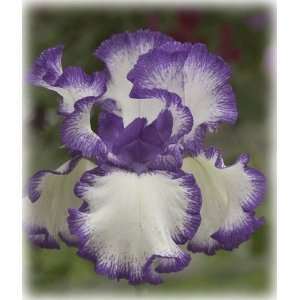  Iris Rare Treat purple white giant bearded 15_perennials 