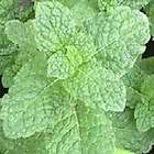 spearmint plants  