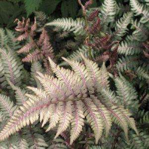OnlinePlantCenter Japanese Painted Fern Plant A190CL 