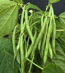 DESCRIPTION   This Heirloom Bean is an AAS straight green bush bean 