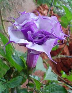 Datura purple queen double, Engelstrompete   Stechapfel