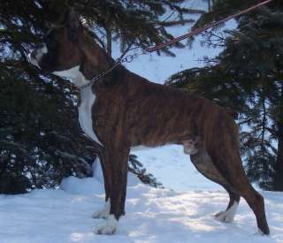 Reinrassiger Boxer Deckrüde mit FCI Papieren in Rheinland Pfalz 