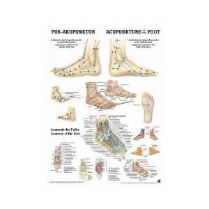 Anatomie Poster   Fußakupunktur/ Foot acupuncture, Tafel 50 x 70 cm 